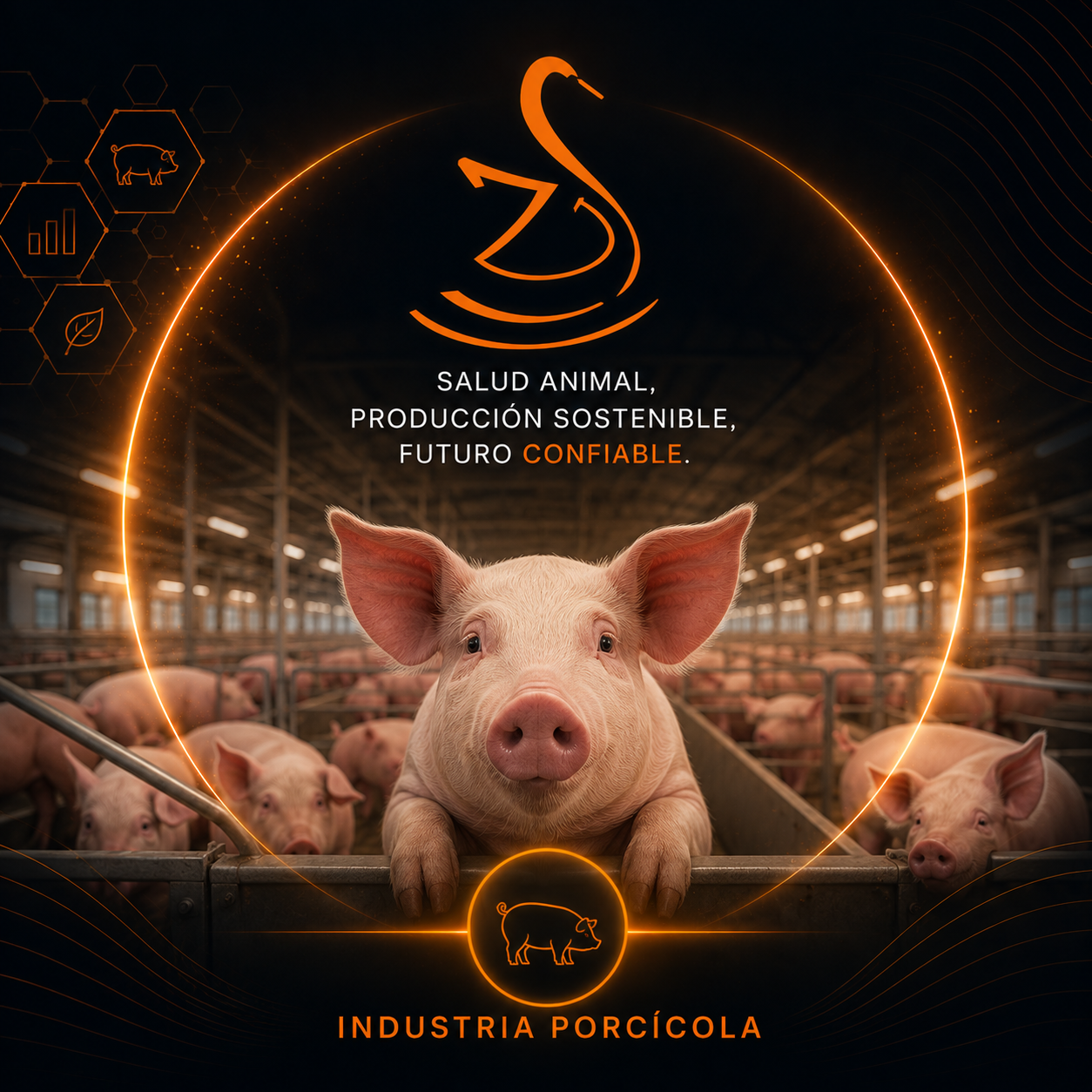 Porcicultura — Zissma